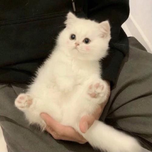 ญาญ่า อุรัสยา avatar